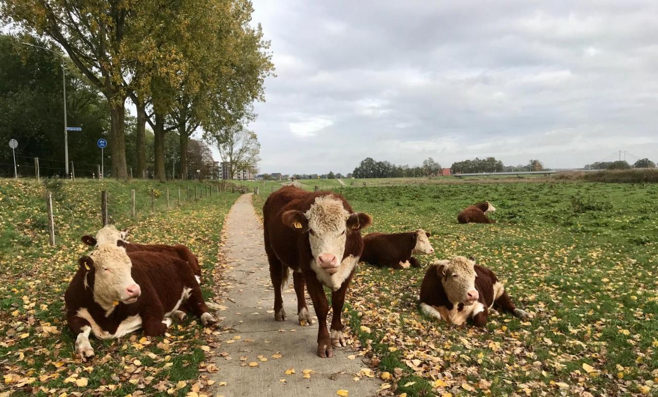 B&B Tussen Vecht En Veer Hardenberg Exteriér fotografie